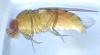 Drosophila suzukii